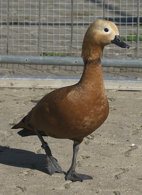 冲突